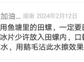 治疗用田螺治痔疮的方法