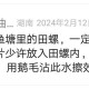 治疗用田螺治痔疮的方法